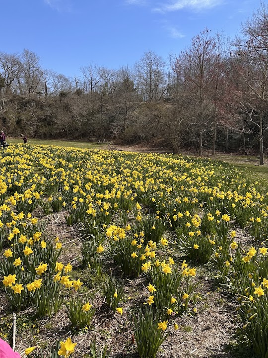 Ballard Park